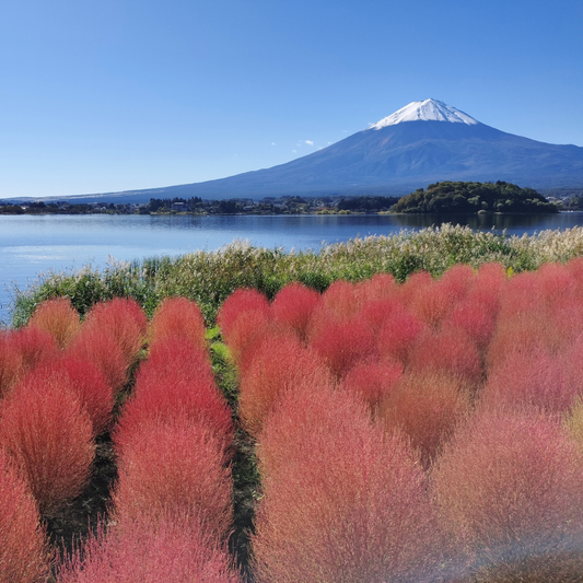 Photo en Octobre : Kochia rouge vif avec le Mont Fuji