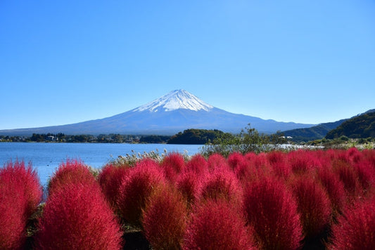Photo en Octobre : Kochia rouge vif avec le Mont Fuji