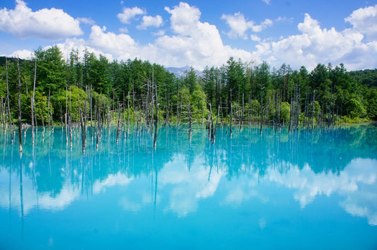 Présentation de la photo en page d'accueil : le Lac Bleu à Biei, Hokkaido