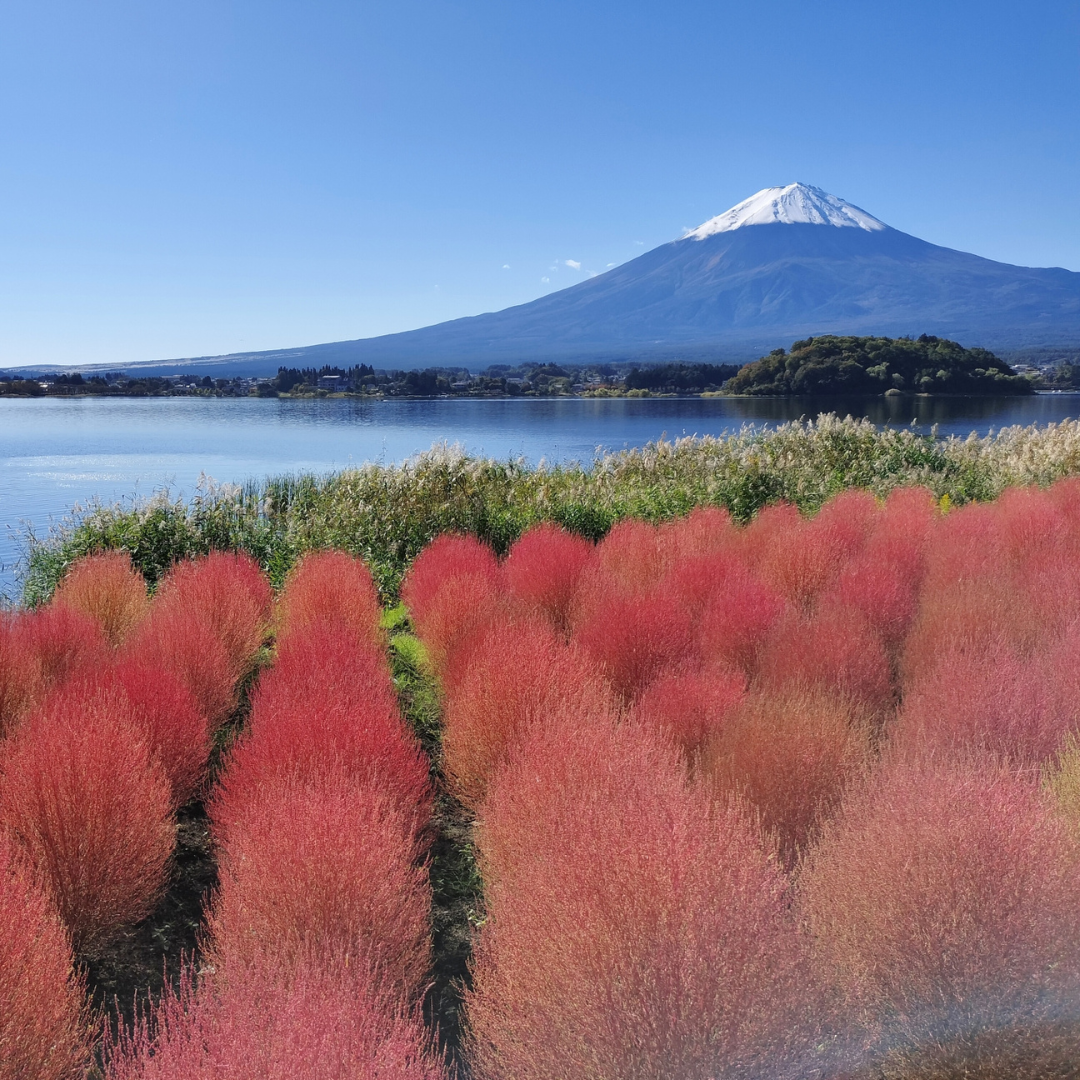 Photo en Octobre : Kochia rouge vif avec le Mont Fuji